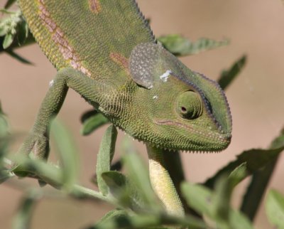 flap-necked chamaeleon / Lappenchamleon