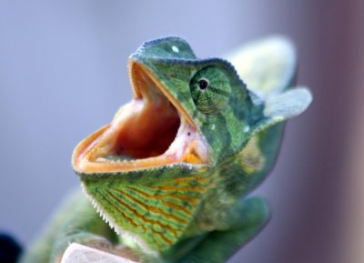 flap-necked chamaeleon / Lappenchamleon