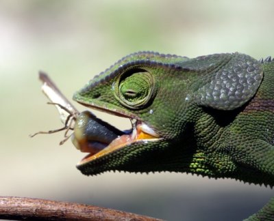 flap-necked chamaeleon / Lappenchamleon