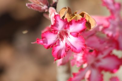 impala lilies / Wstenrosen