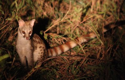 genet / Ginsterkatze