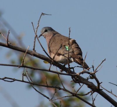 emerald-spotted wood dove / Bronzeflecktaube