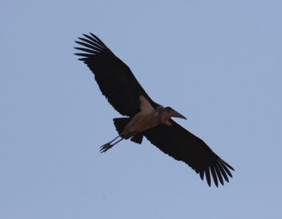 Marabou stork /  Marabu