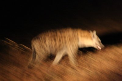moving hyaena
