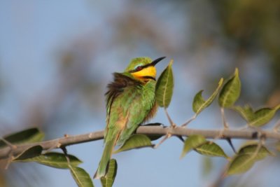 little bee-eater / Zwergspint
