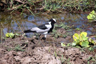 blacksmith plover (lapwing) / Waffenkiebitz