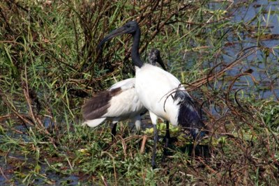 sacred ibis with chick / Heiliger Ibis mit Jungvogel