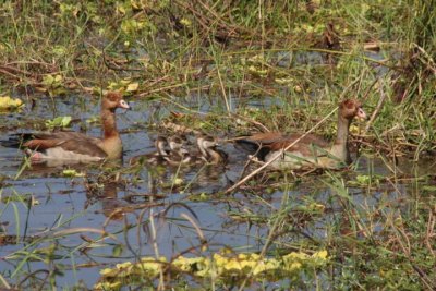 Egyptian geese / Nilgnse