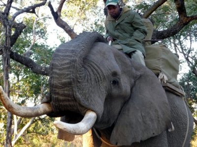 Danny, our elephant, with William