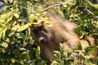 yellow baboon / Steppenpavian