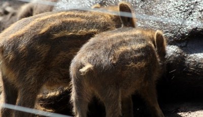 saugende Frischlinge / young boars suckling