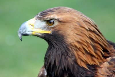 Taiga, Steinadler-Weibchen / Taiga, female golden eagle