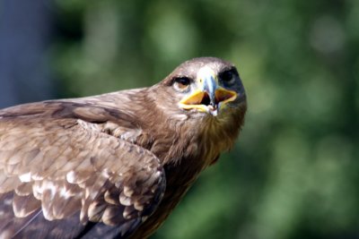 Ronja, Steppenadler-Weibchen / Ronja, female steppe-eagle
