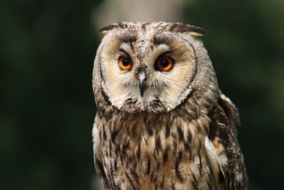 Waldohreule / long-eared owl