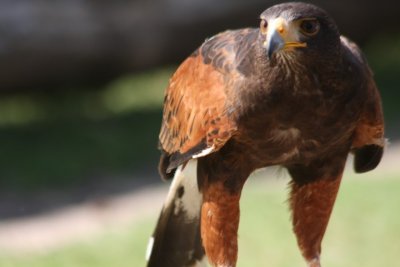 Wstenbussard / Harris hawk