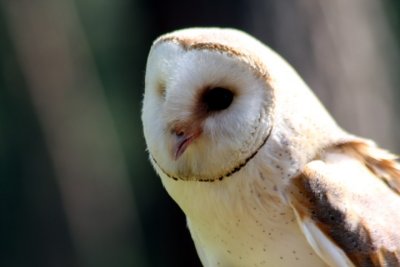 Schleiereule / barn owl