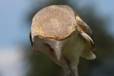 Schleiereule / barn owl