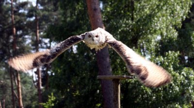 Sibirischer Uhu / Siberian eagle owl