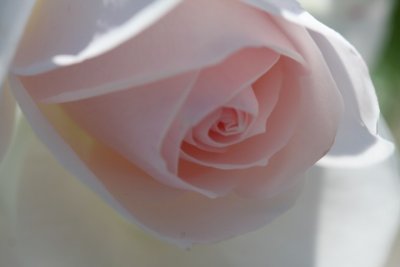 bridal pink