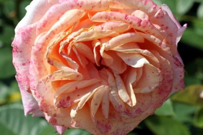 in Schnheit sterben / dying in beauty