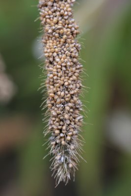 Kolbenhirse / Foxtail millet