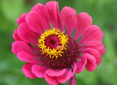 Zinnie / zinnia