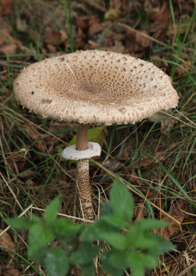 Parasolpilz / parasol mushroom