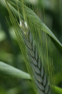 Rauhweizen / rivet wheat