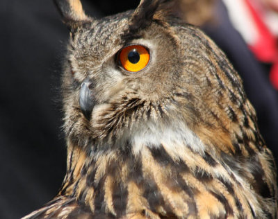 Europischer Uhu / European eagle owl