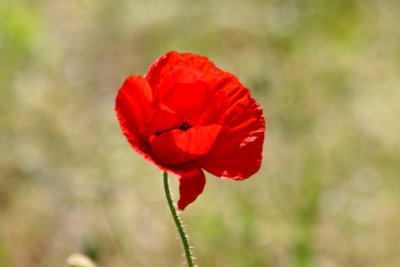 Mohn im Wind / poppy in the wind