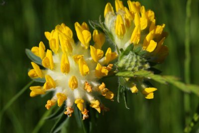 Wundklee / kidney vetch