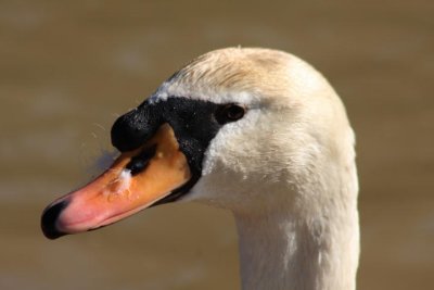 Hckerschwan / mute swan