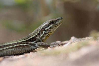 Mauereidechse / wall lizard