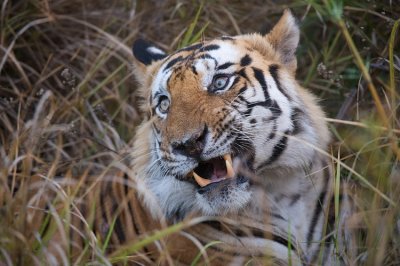 Panthera-tigris-tigris