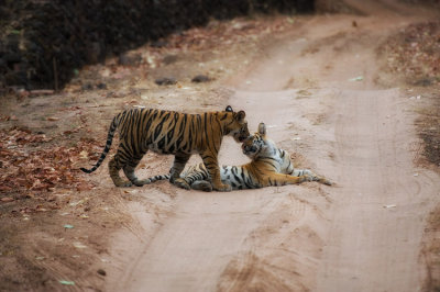 Panthera-tigris-tigris