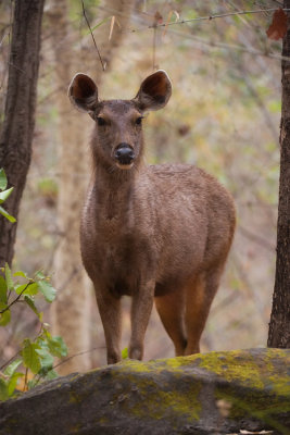 Sambar-deer