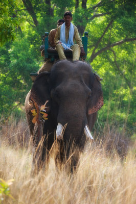 elephant-et-mahout