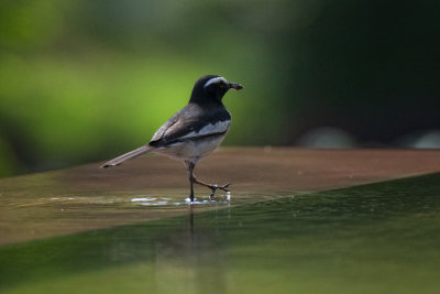 Motacilla maderaspatensis