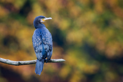 Phalacrocorax carbo