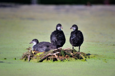 Fulica atra