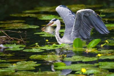 Ardea cinerea