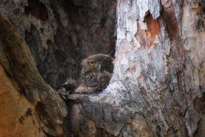 Strix ocellata