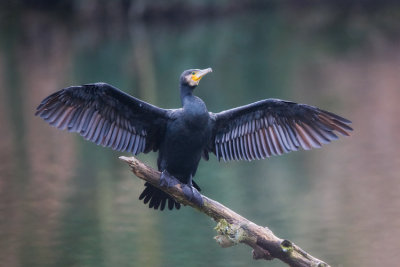 Phalacrocorax carbo