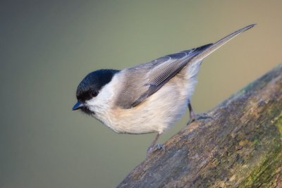 Parus palustris