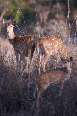 bandhavgarh