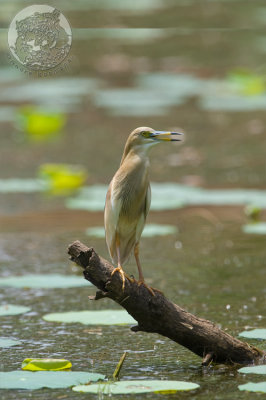 20090528_0013.jpg