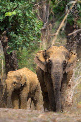 bandhavgarh_2009