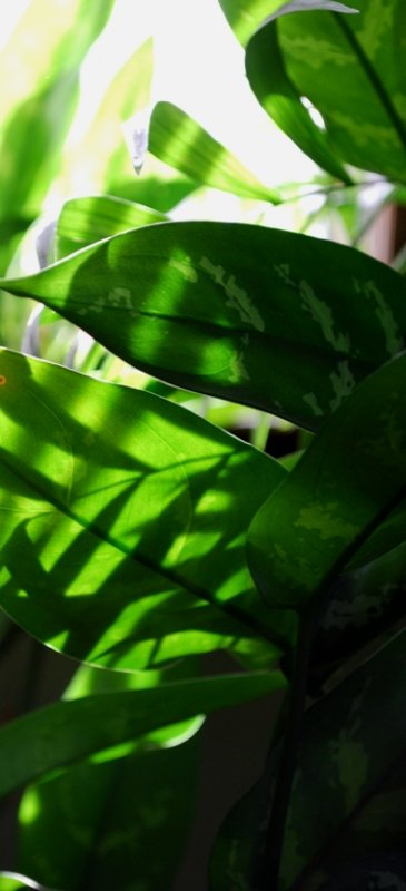 Leaves and Light