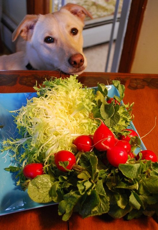 The Salad Thief