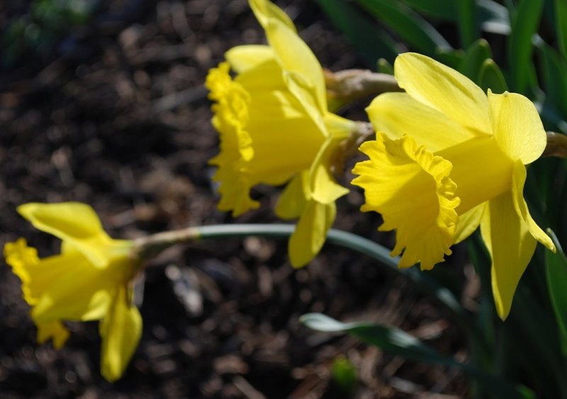 Side View Daffodils